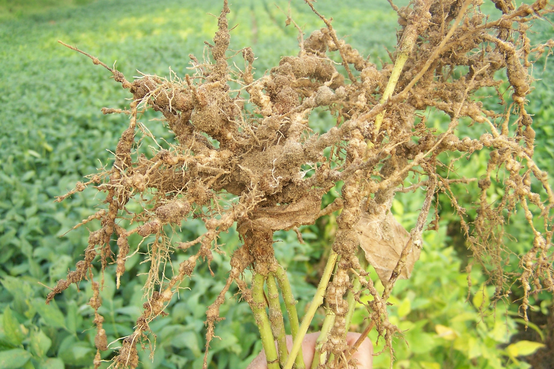 Soybean Disease Loss Estimates From the United States and Ontario, Canada — 2019