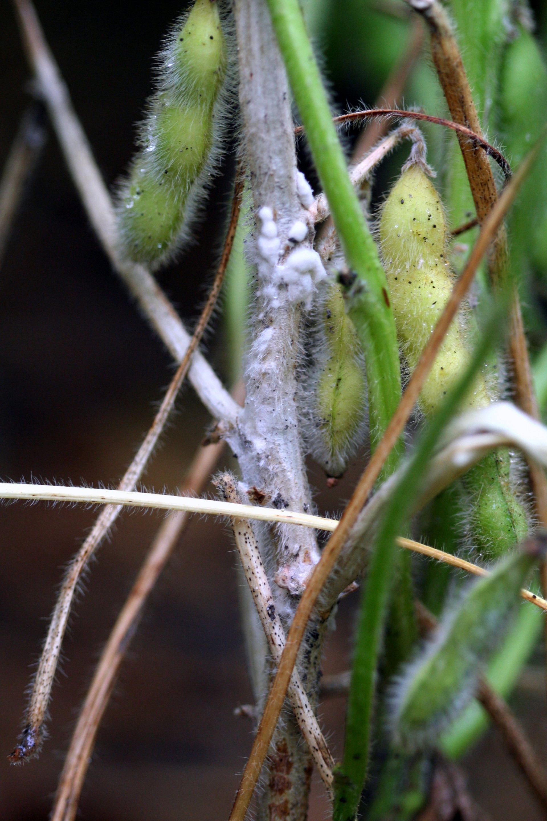 Improved Screening Method for Genetic Resistance to White Mold (Sclerotinia stem rot) in Soybean