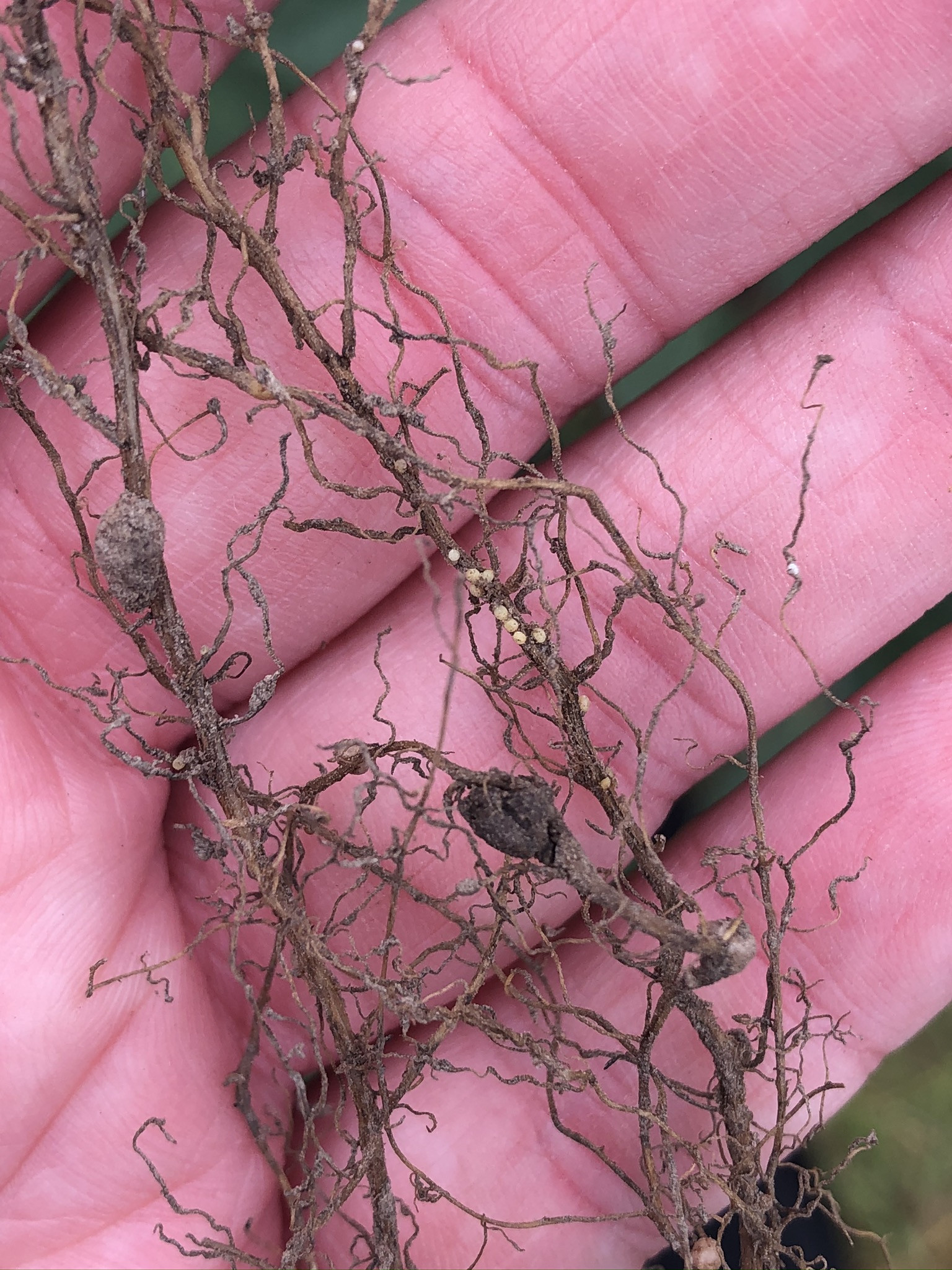 An Overview of Soybean Cyst Nematode