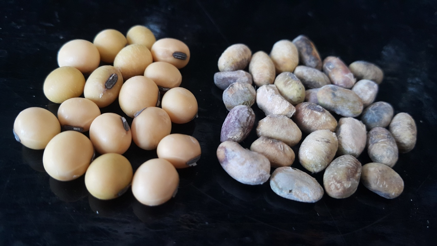 New Fungi Discovered Causing Diaporthe Seed Decay of Soybean