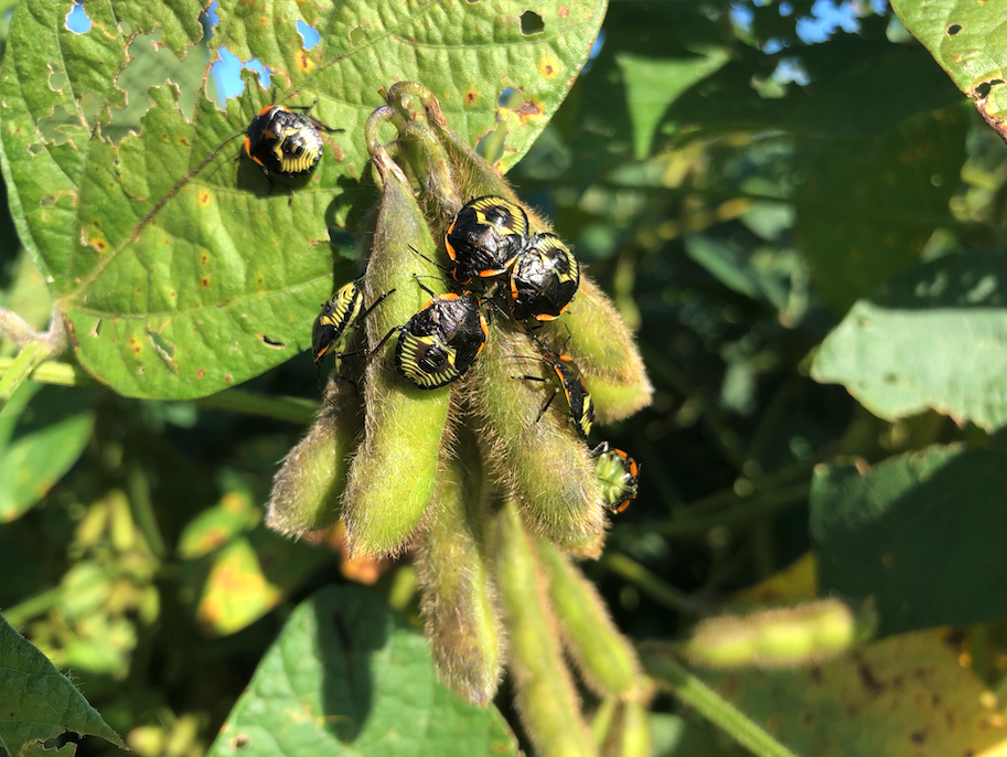 Soybean Invertebrate Loss Estimates from the United States — 2021