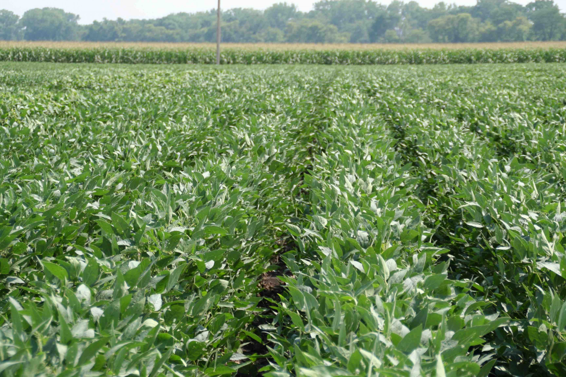 How to Pick the Right Soybean Row Spacing
