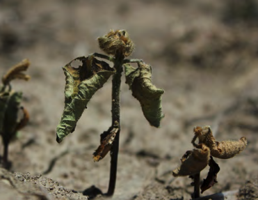 Fungicide Efficacy for Management of Soybean Seedling Diseases