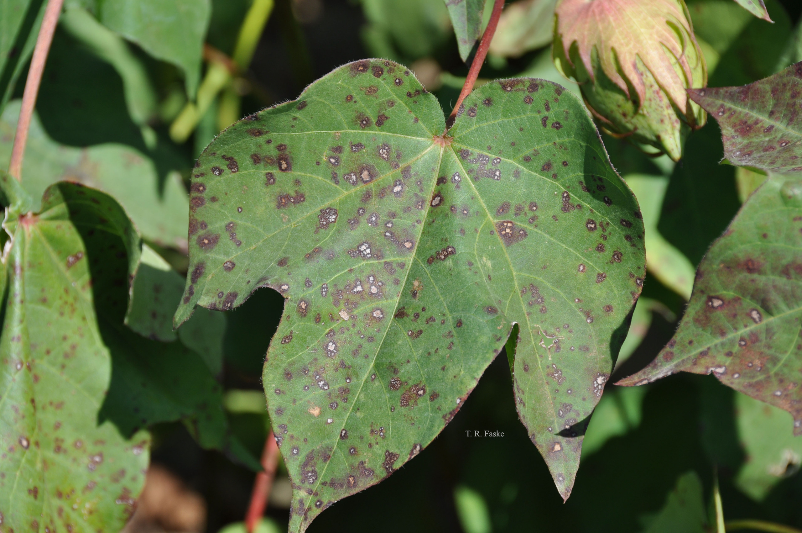 Fungicide Efficacy for Control of Cotton Foliar Diseases