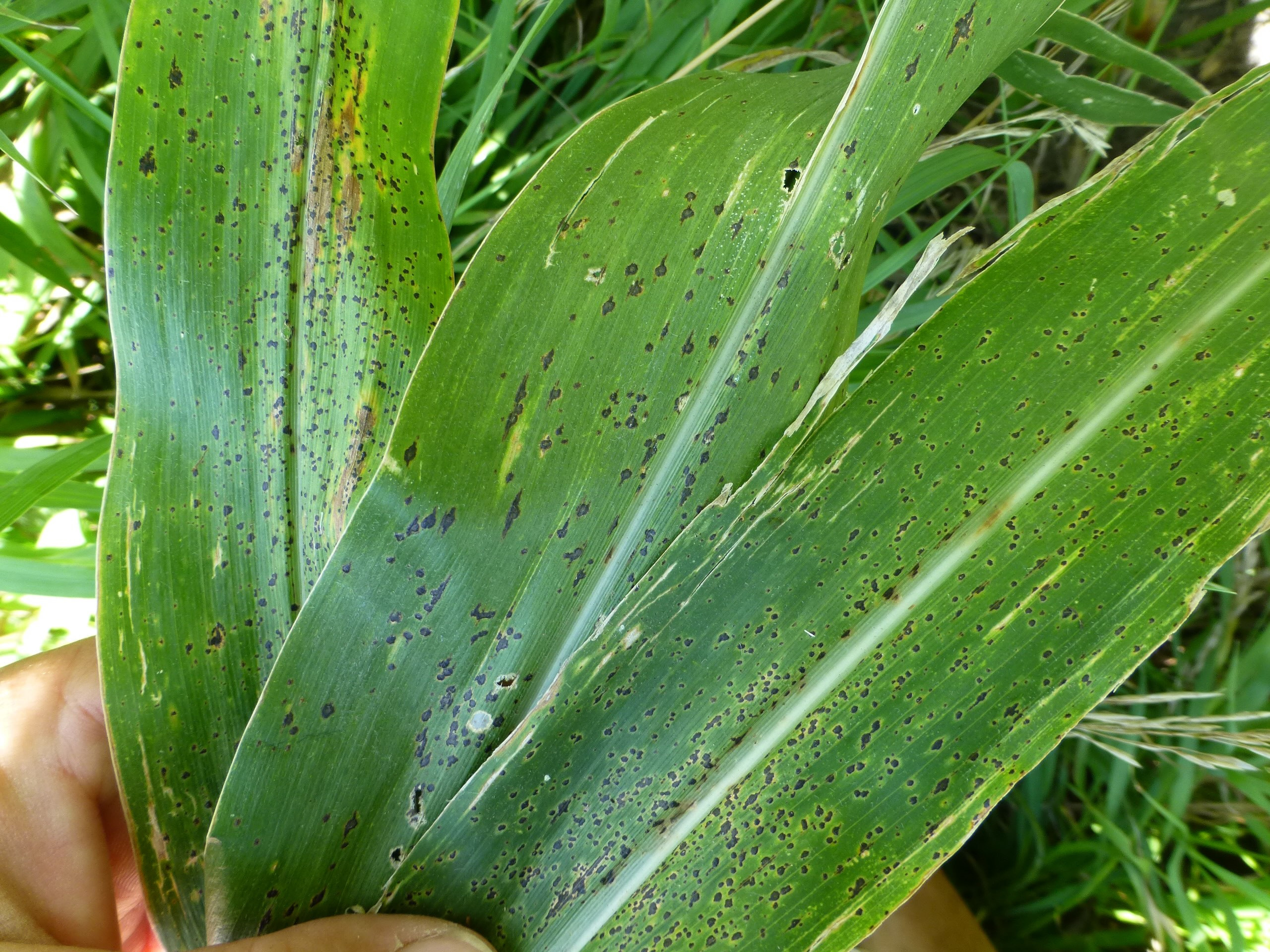 Mythbusting Tar Spot: Separating Fact from Fiction