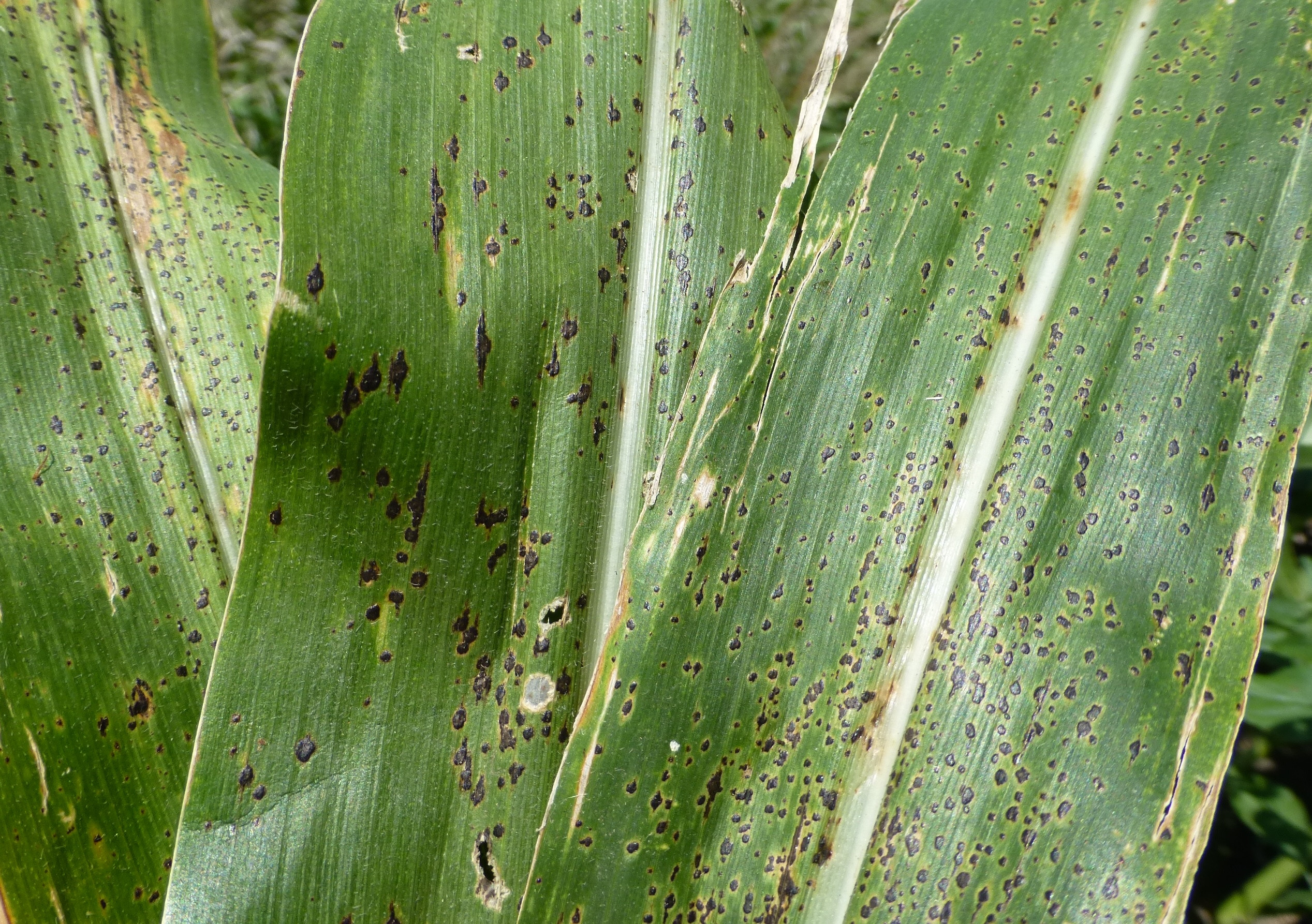 Fungicide Efficacy for Control of Corn Foliar Diseases