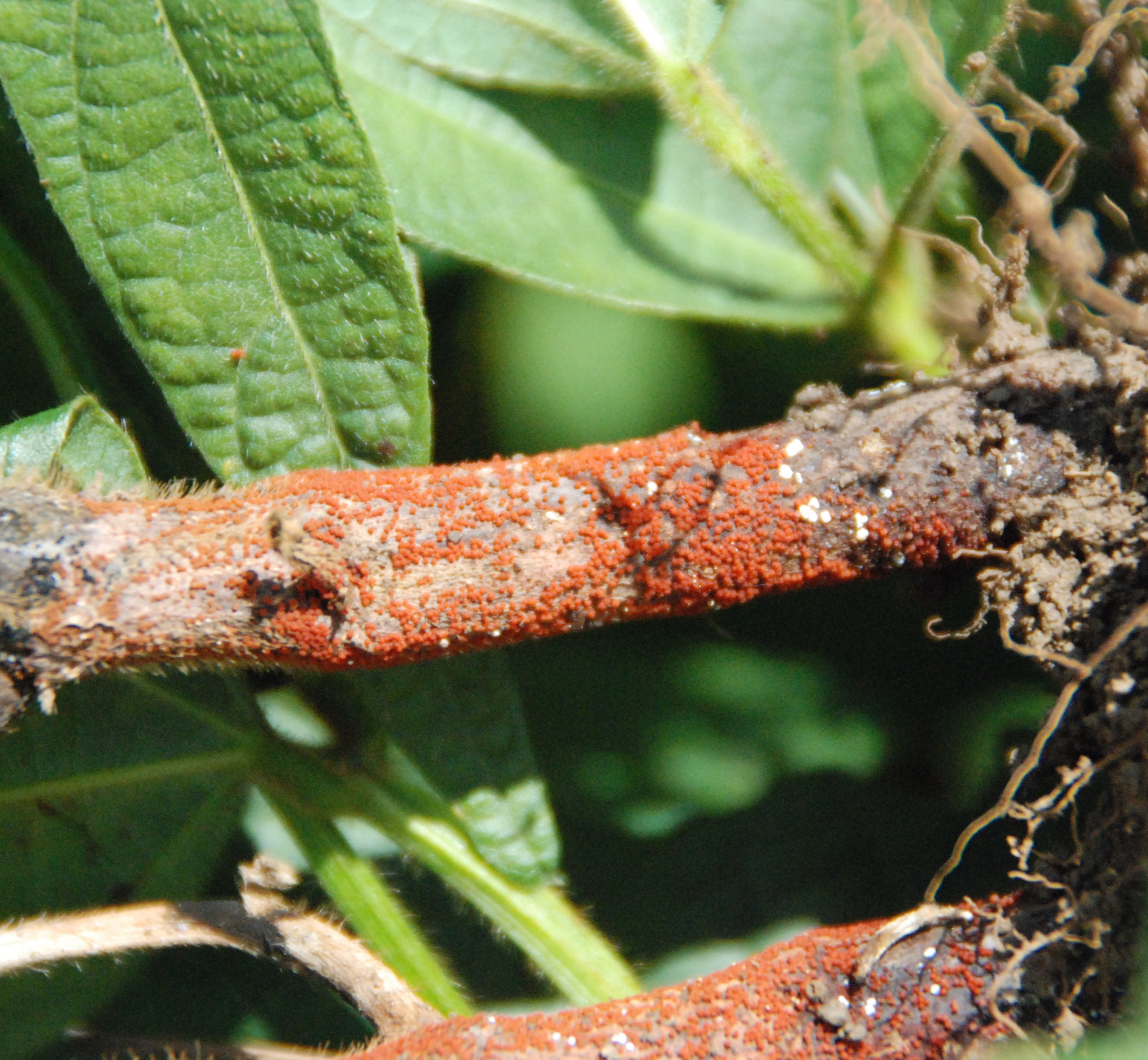 Soybean Disease Loss Estimates from the United States and Ontario, Canada — 2025