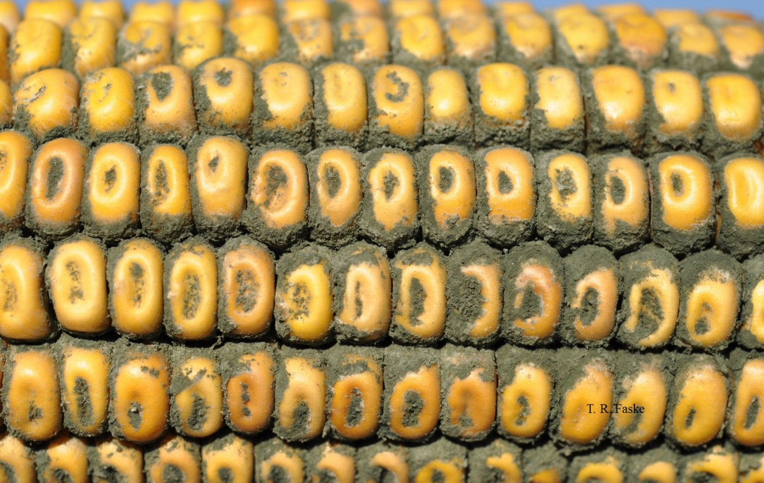 An Overview of Ear Rots