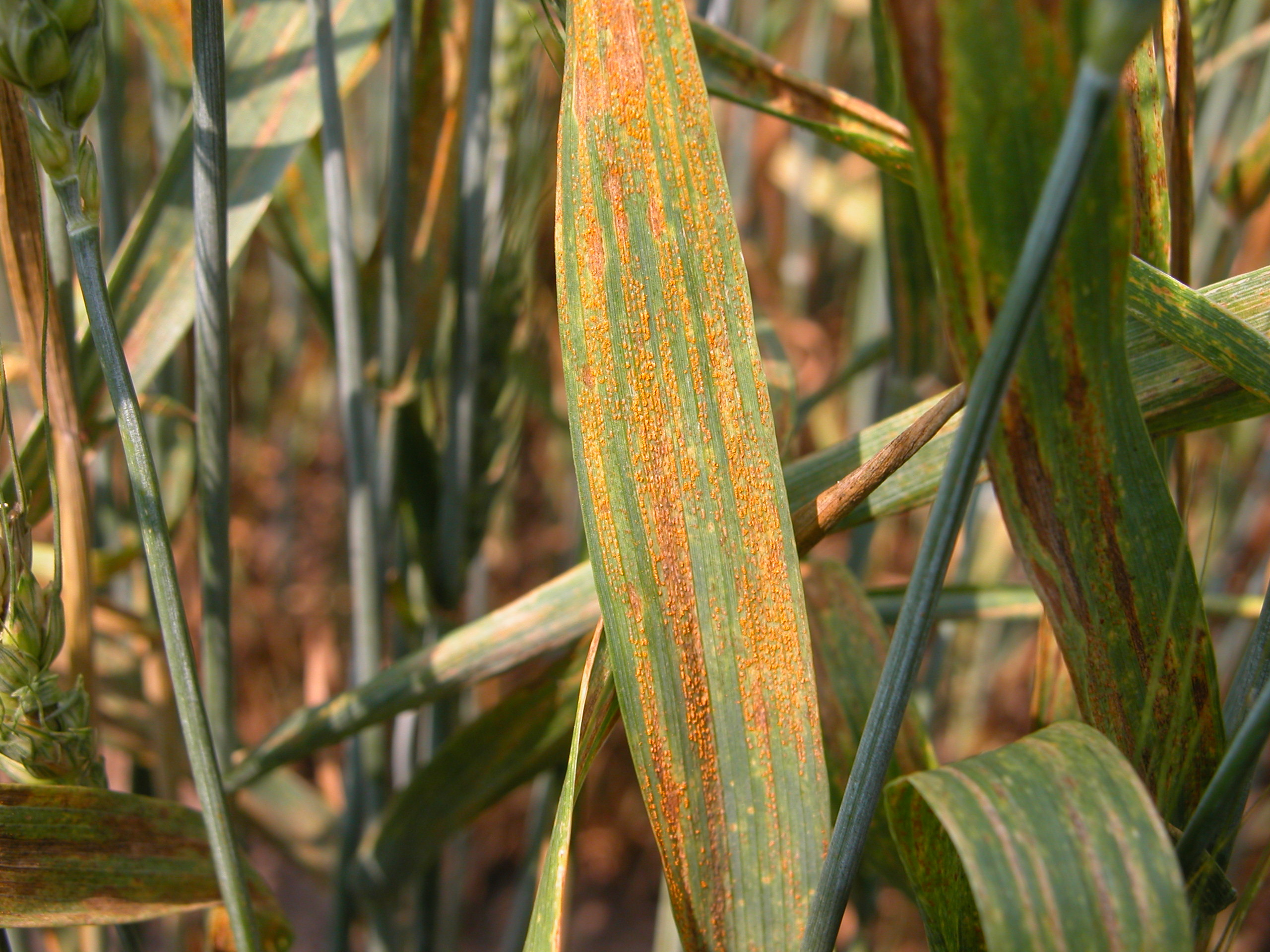 Wheat Disease Loss Estimates from the United States and Ontario, Canada — 2023