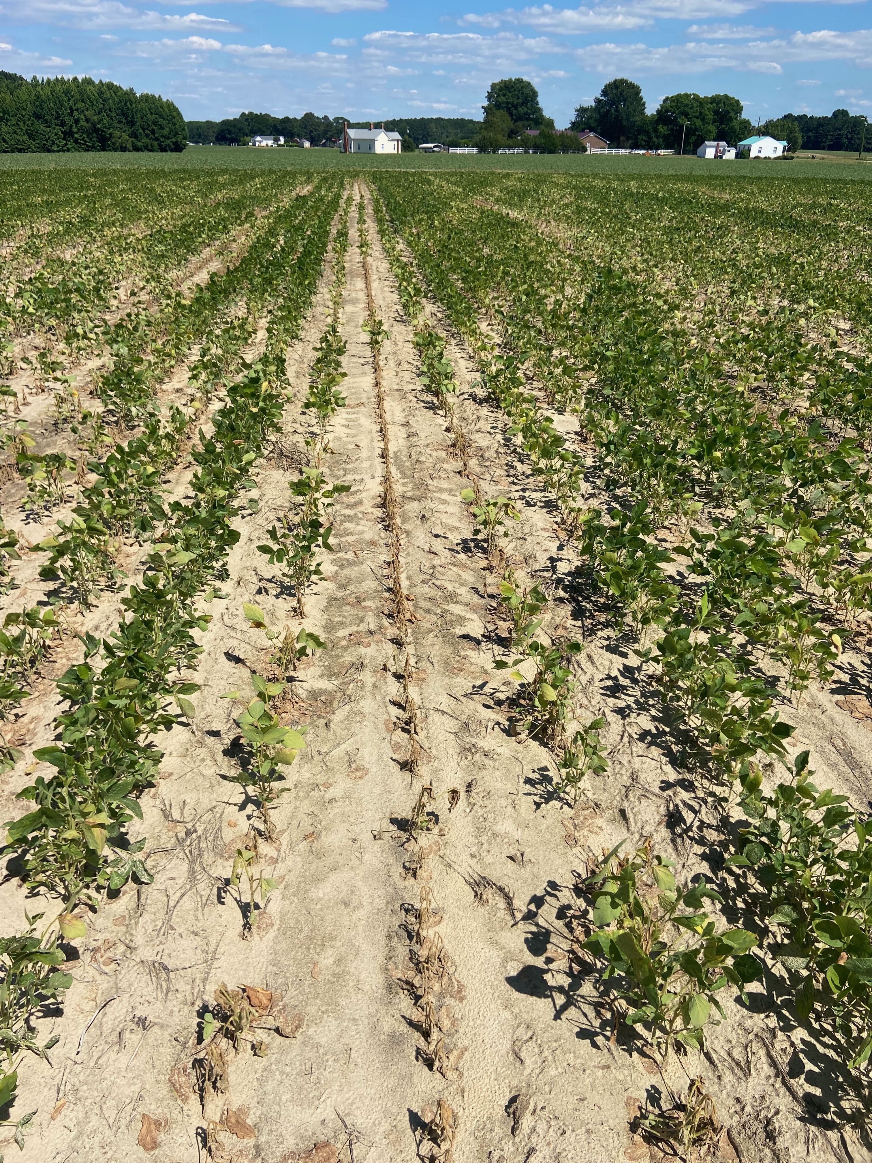 A photo looking down a soybean field. Rows are spotty with some completely dead.