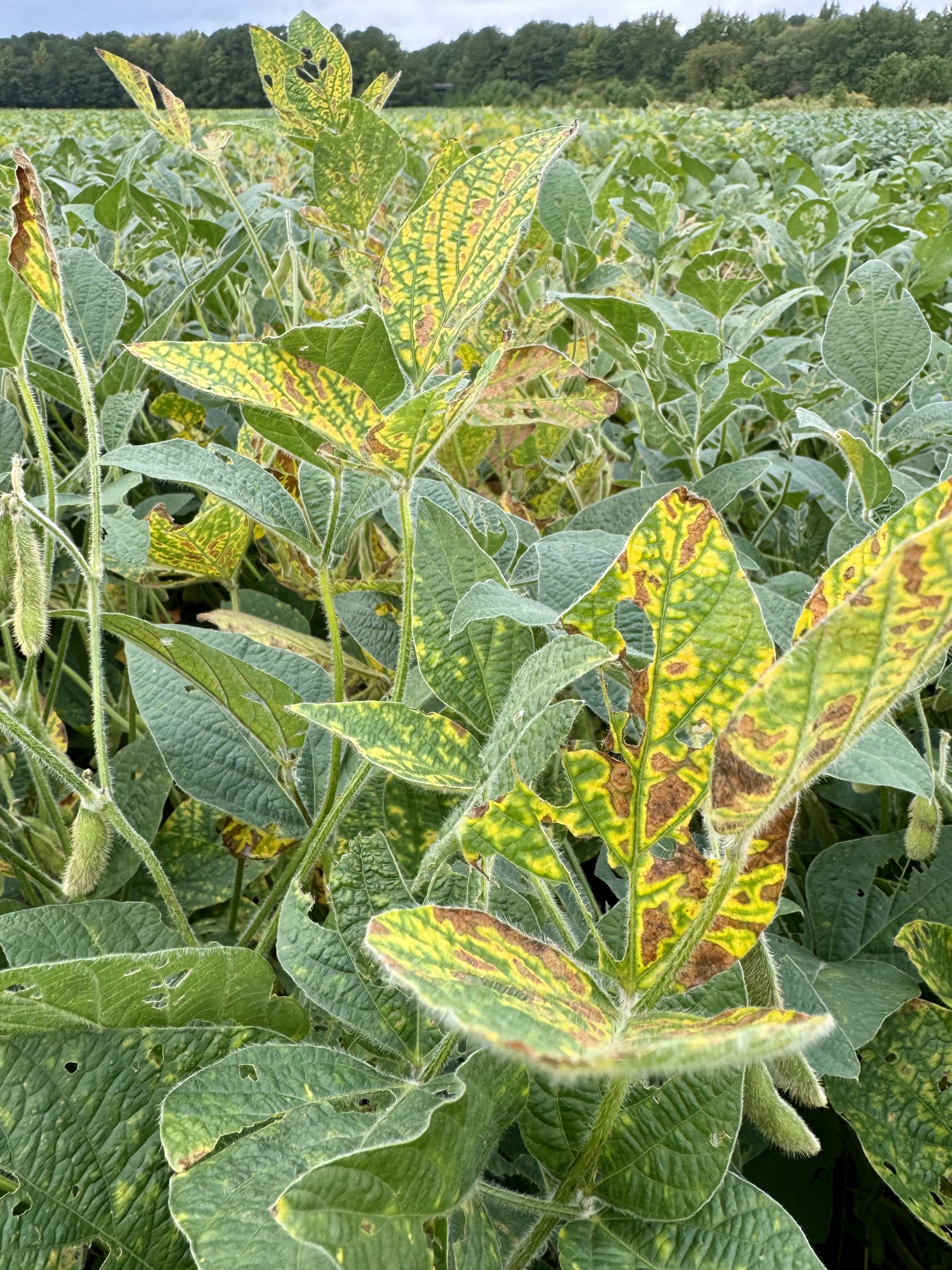 Photo of soybean plants showing symptoms of sudden death syndrome, including chlorotic and necrotic lesions.