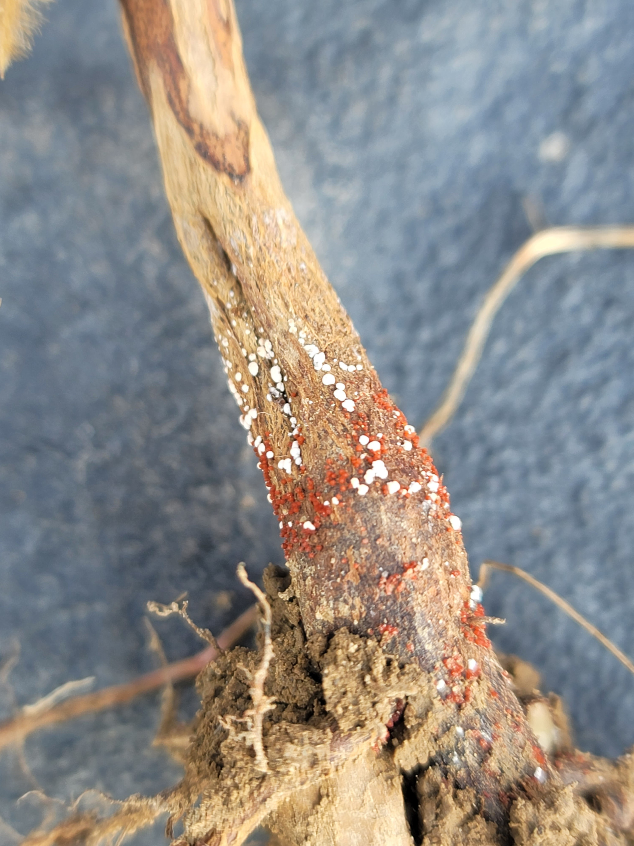 Red Crown Rot of Soybean Map