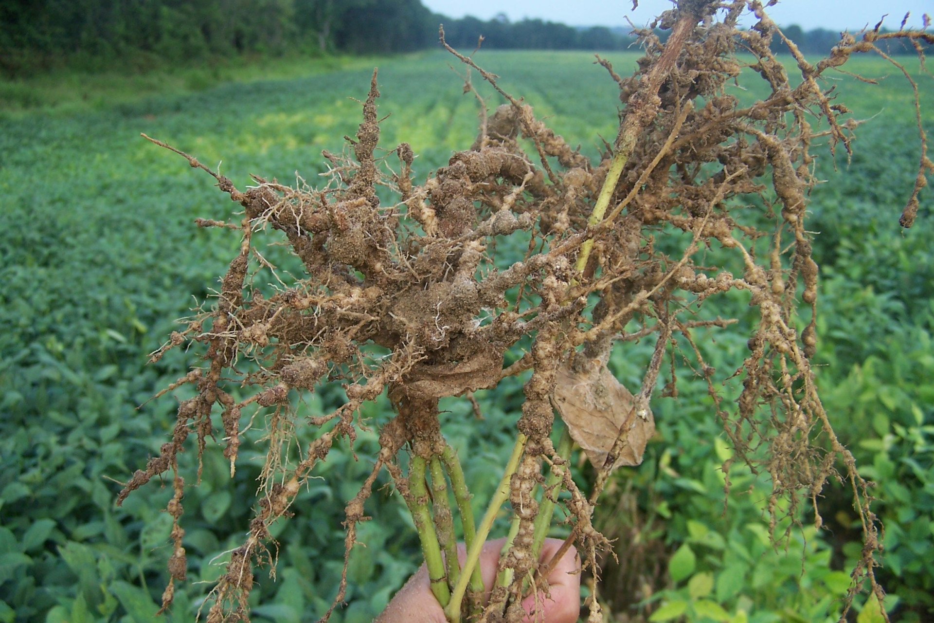 Southern Root-knot Nematode (Meloidogyne incognita) Map