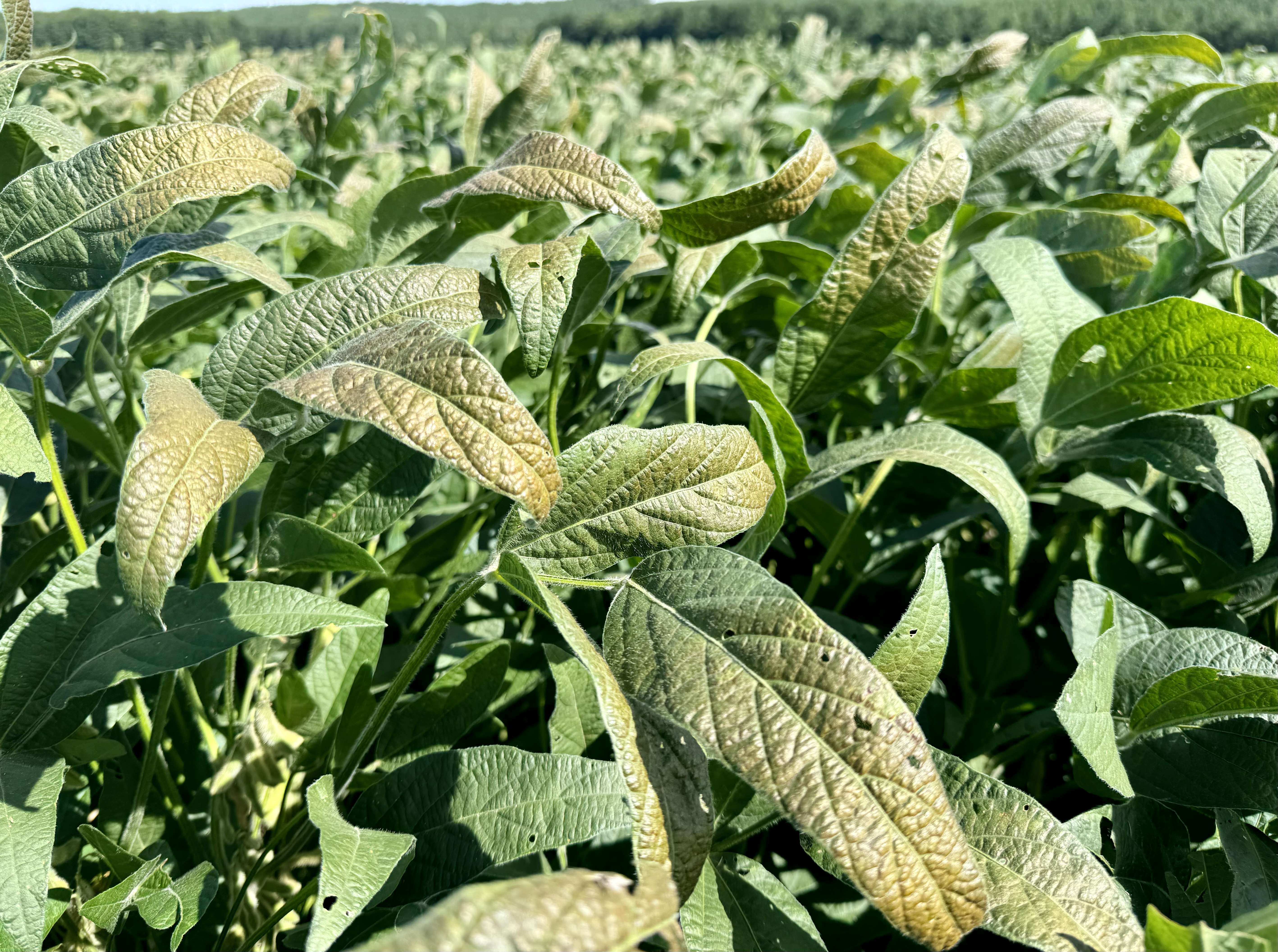 Photo showing a soybean field with many leaves showing purple/bronze discoloration due to Cercospora Leaf Blight.