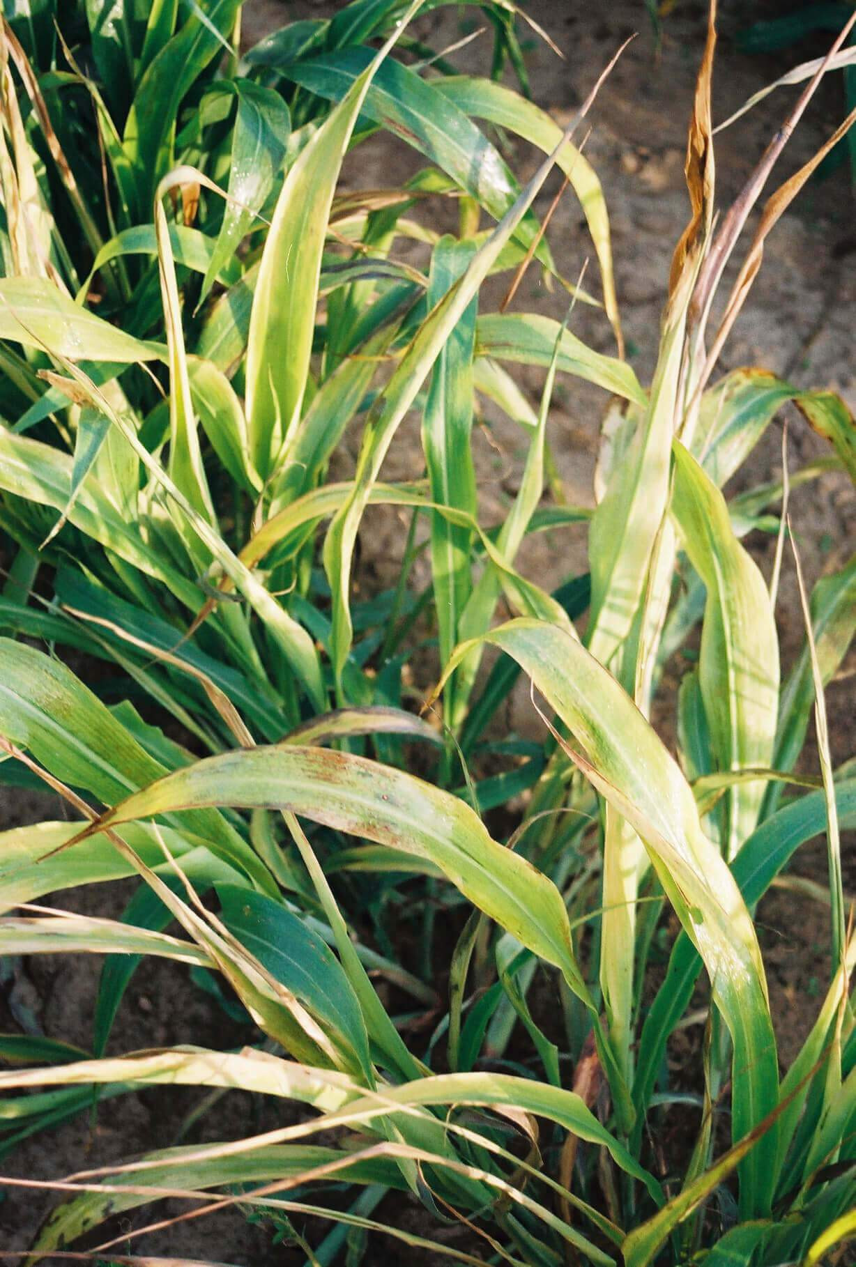 ACCase (HG 1) Herbicide Injury in Corn