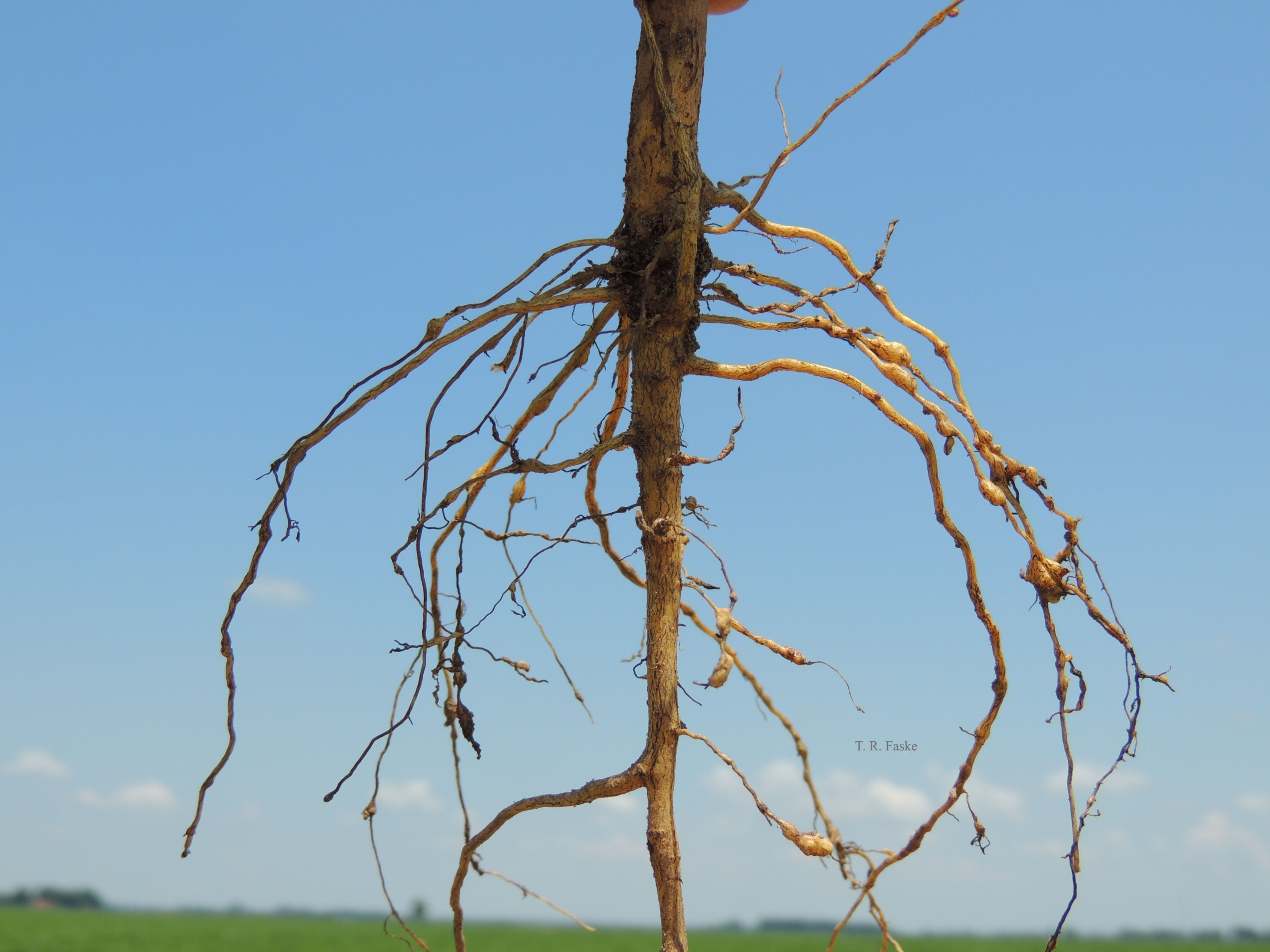 Southern Root-Knot Nematode of Cotton