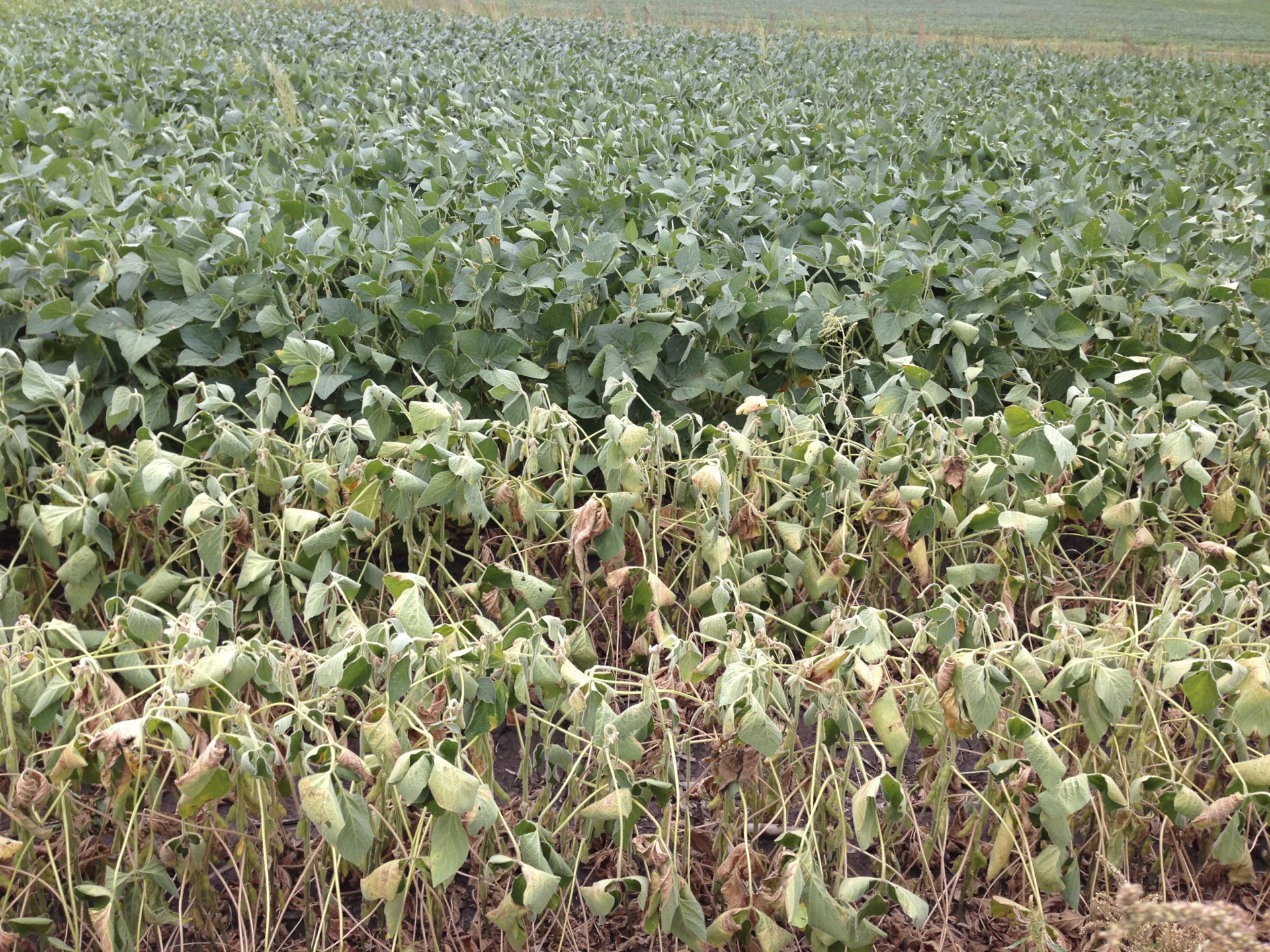 Drought in Soybean