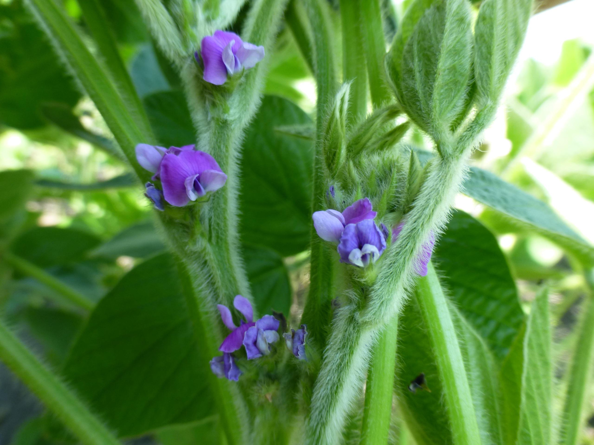 Nitrogen (N) Deficiency of Soybean