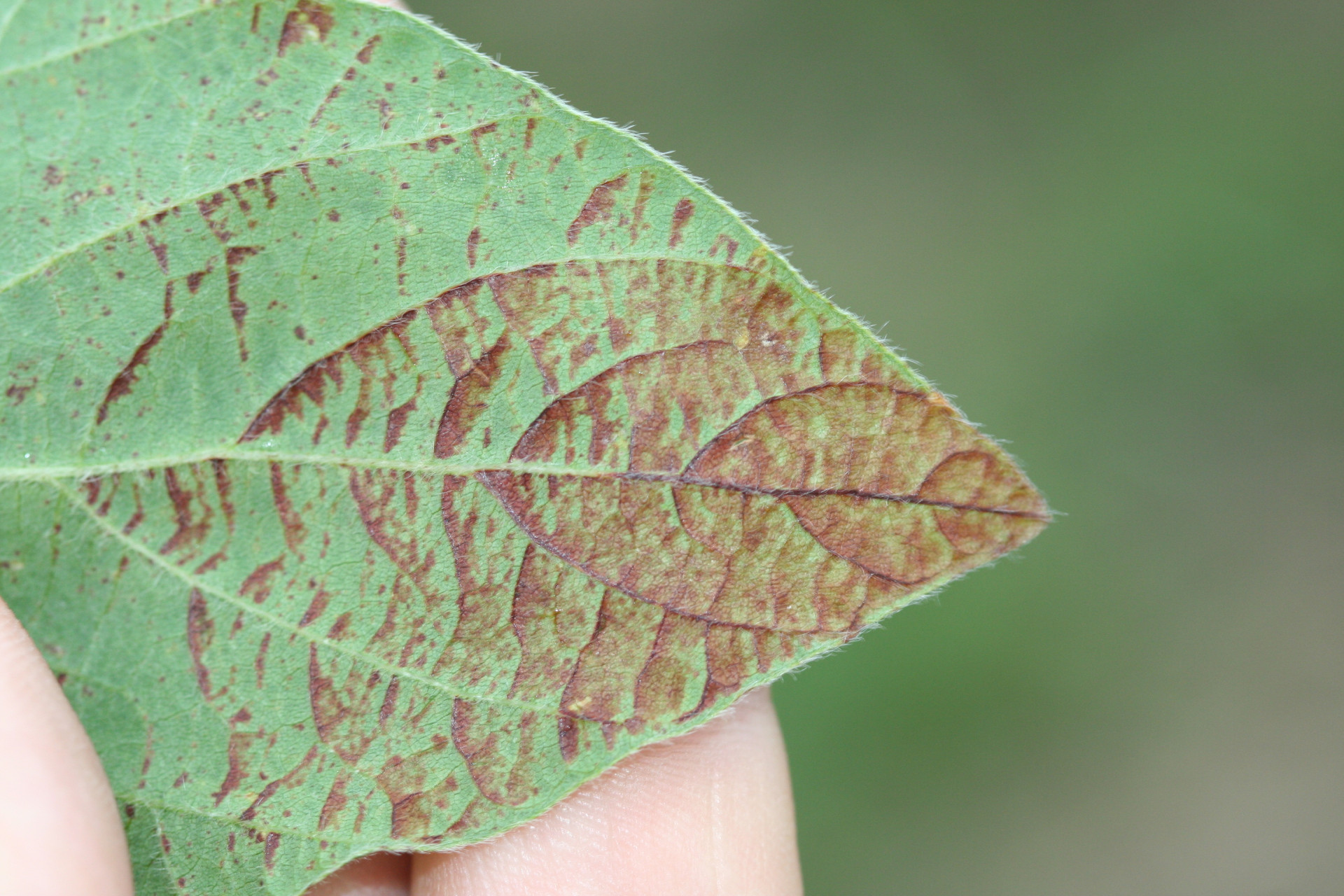 Sunscald in Soybean