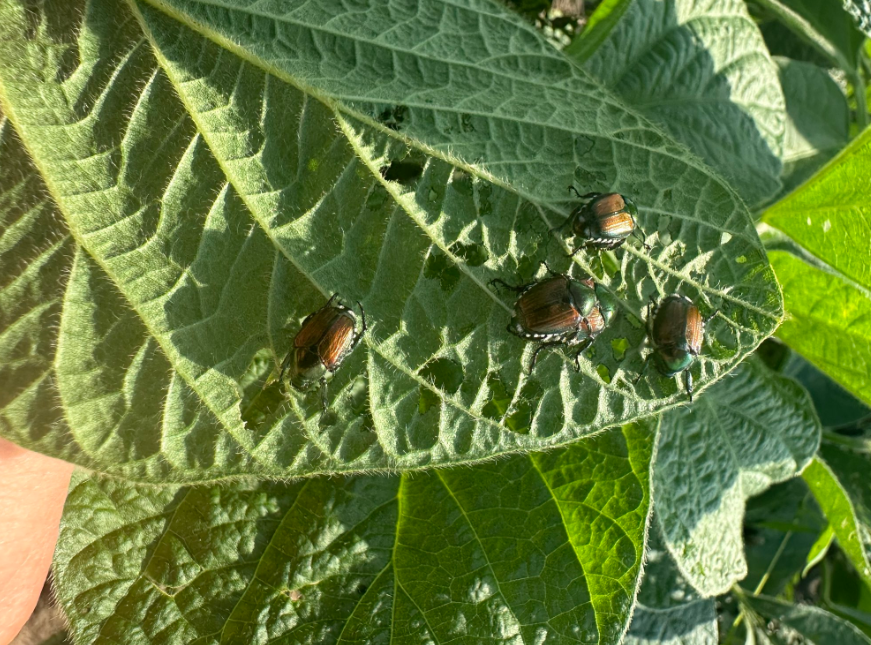 Photo of several Japanese Beetles on a soybean leaf.