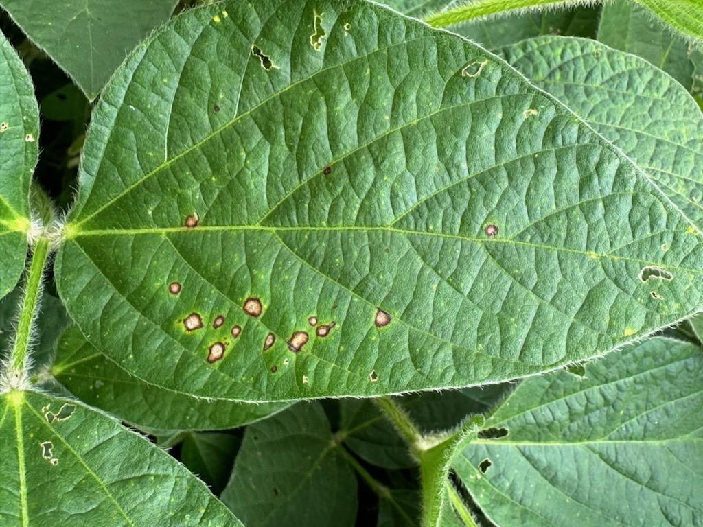 Close up photo of a soybean leaf with frogeye leaf spot.