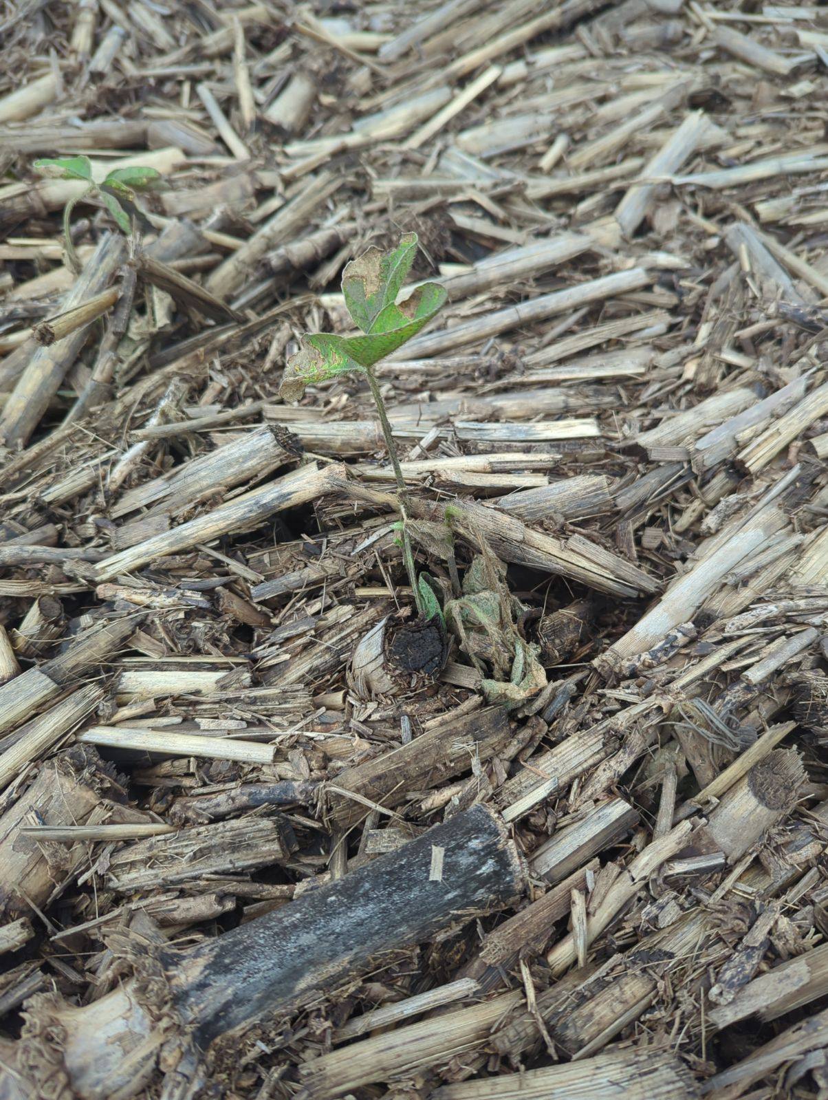 Photo of a young soybean plant arising from heavy crop debris from a flood.