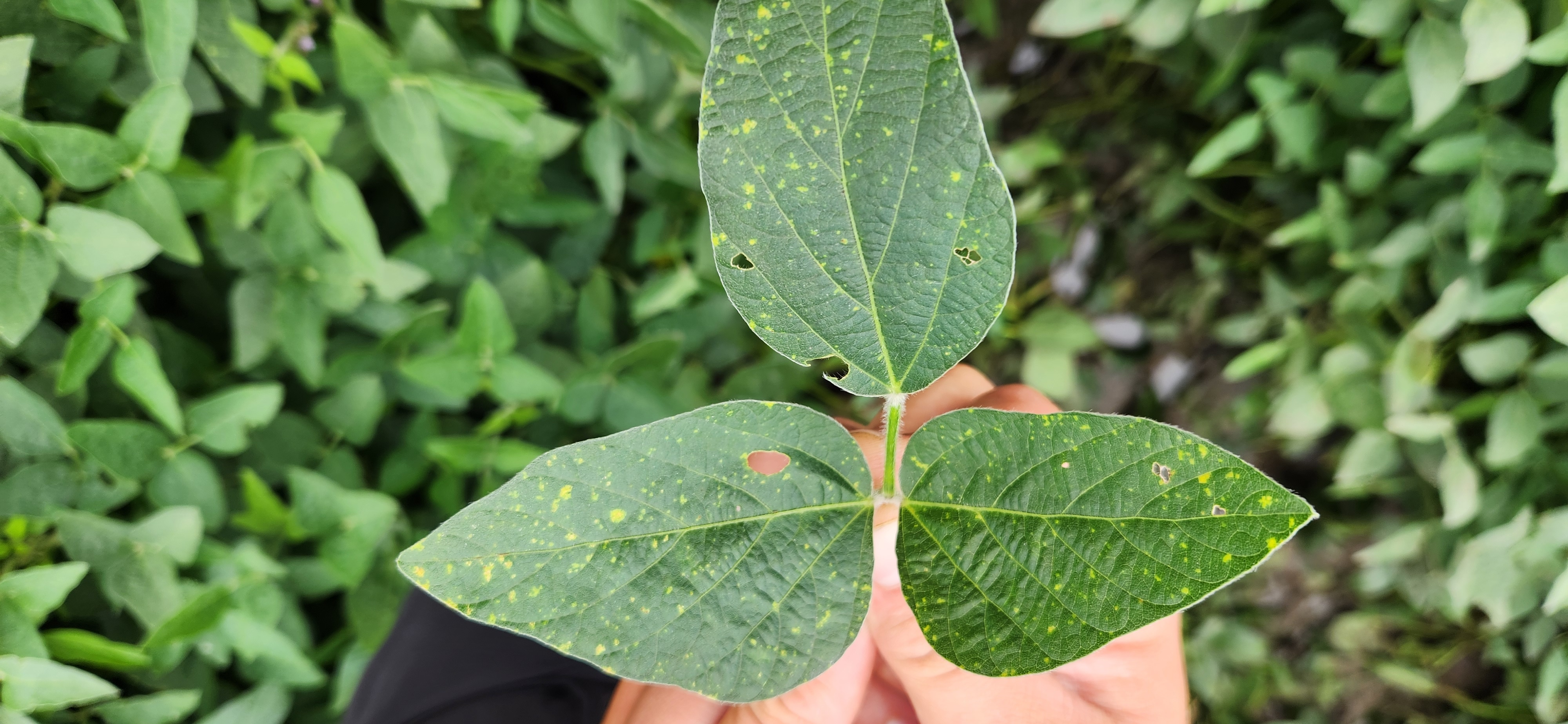 Photo of a soybean trifoliate with downy mildew lesions.