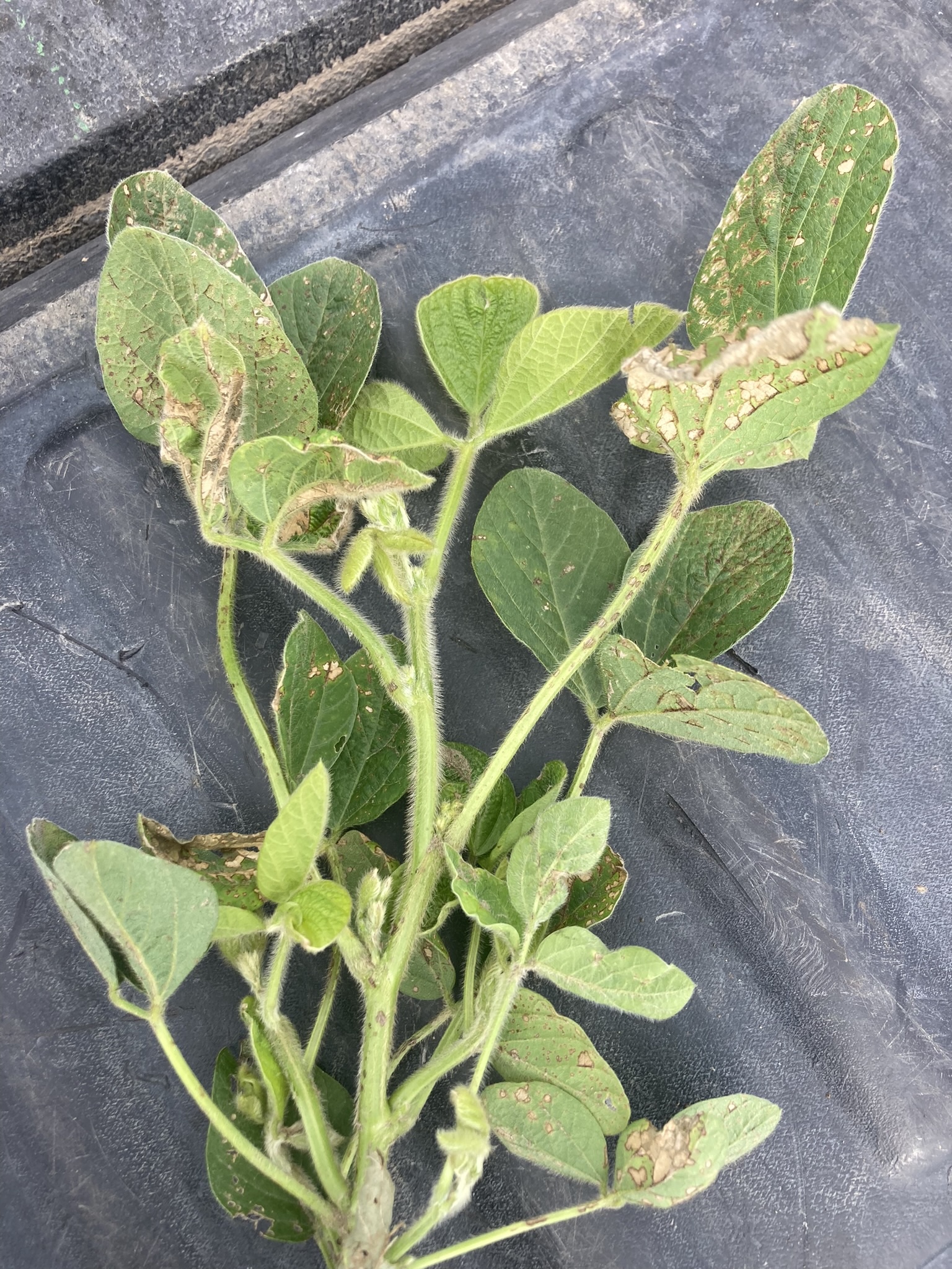 Photo of soybean leaves displaying herbicide injury symptoms of chlorotic and necrotic spots.