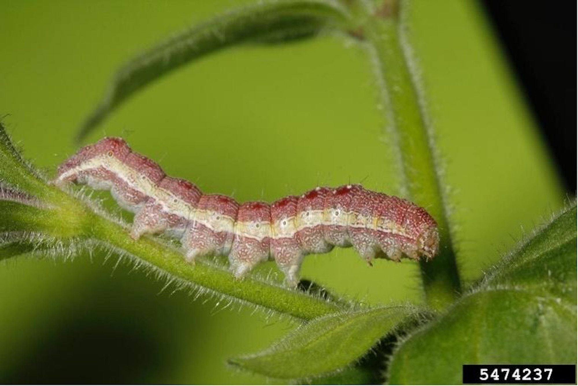 Tobacco Budworm in Soybean
