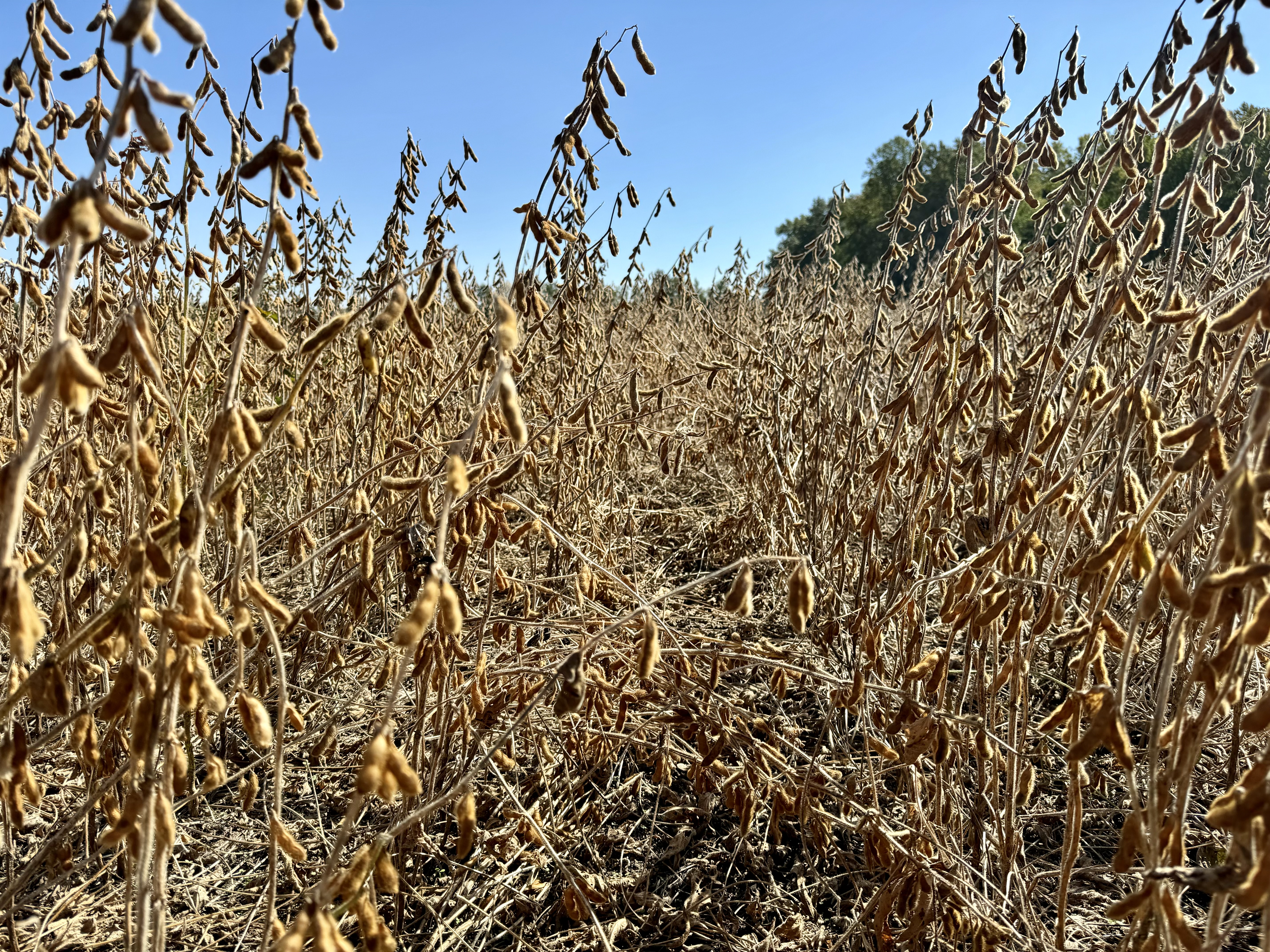 Photo of lodged soybean plants with many plants tangled and laid down.