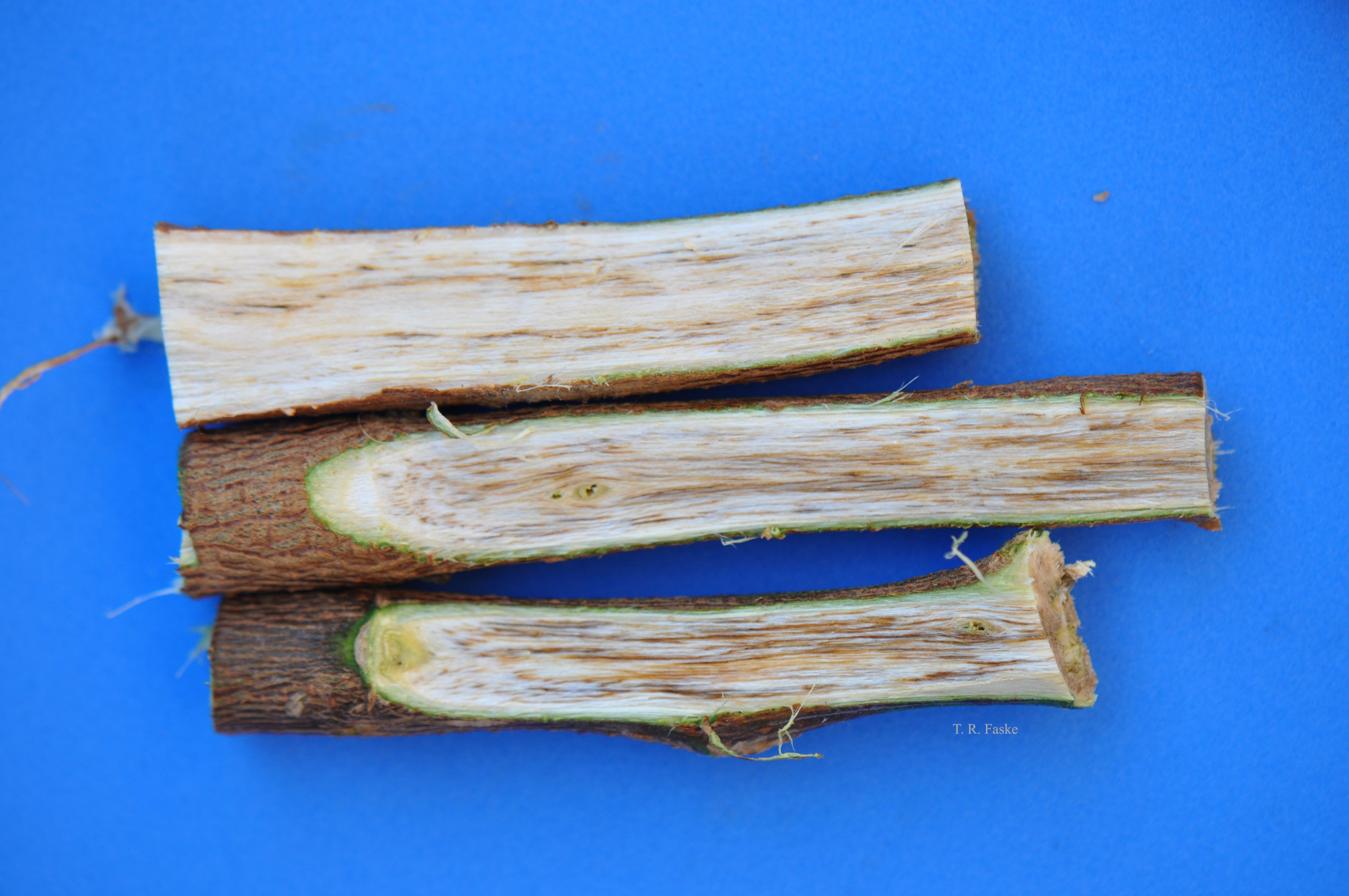 Verticillium Wilt of Cotton
