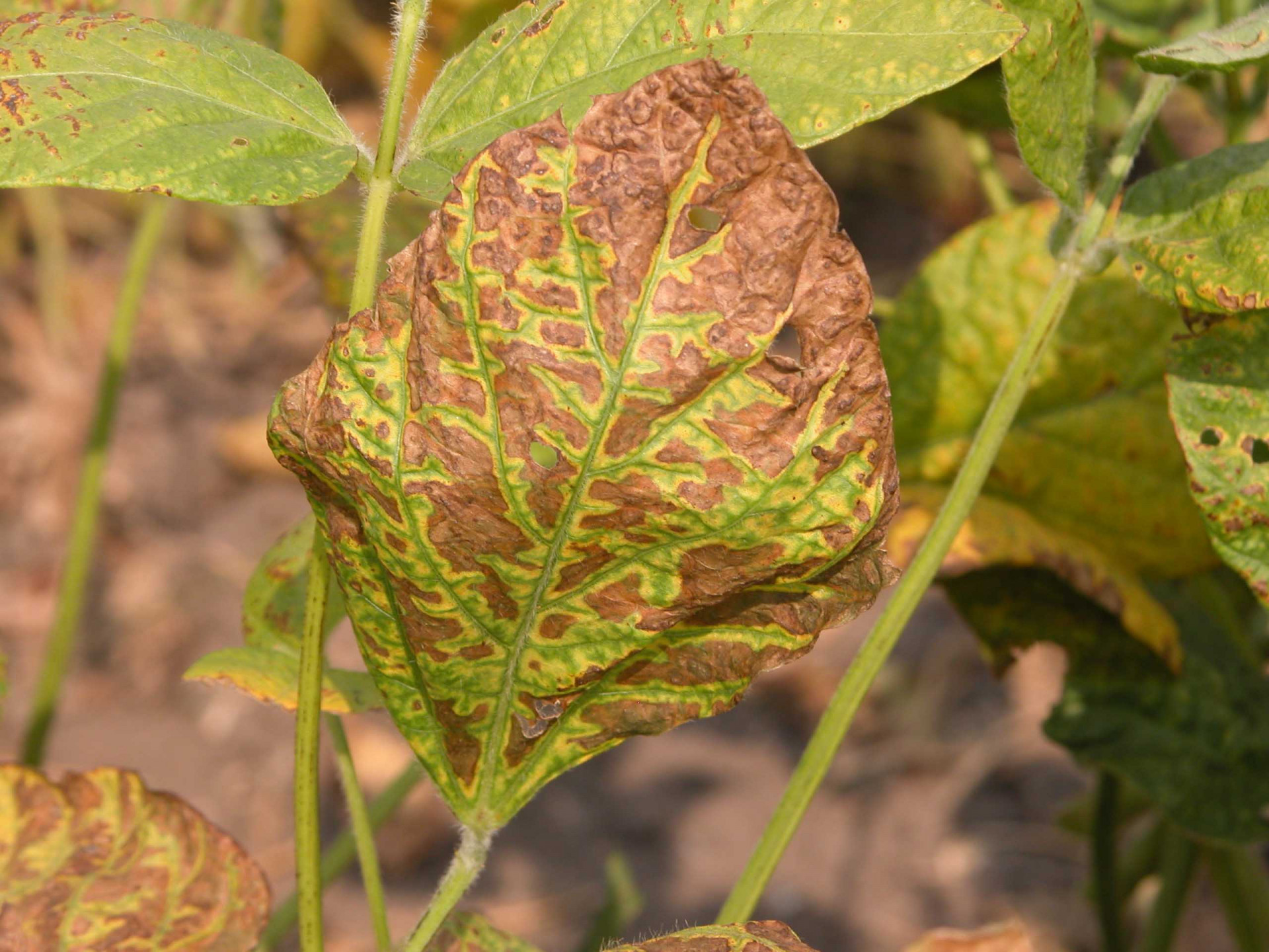 Scouting for Soybean Diseases