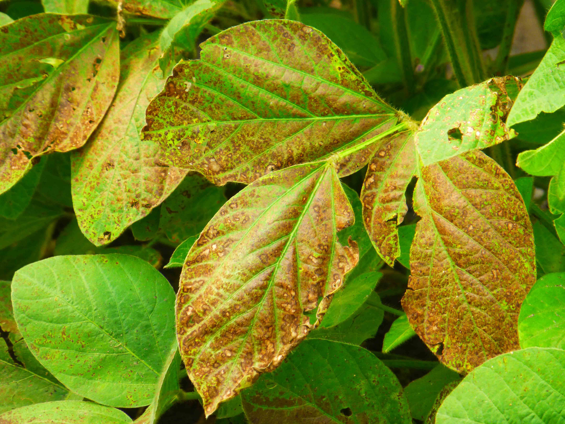 Intro to scouting for diseases