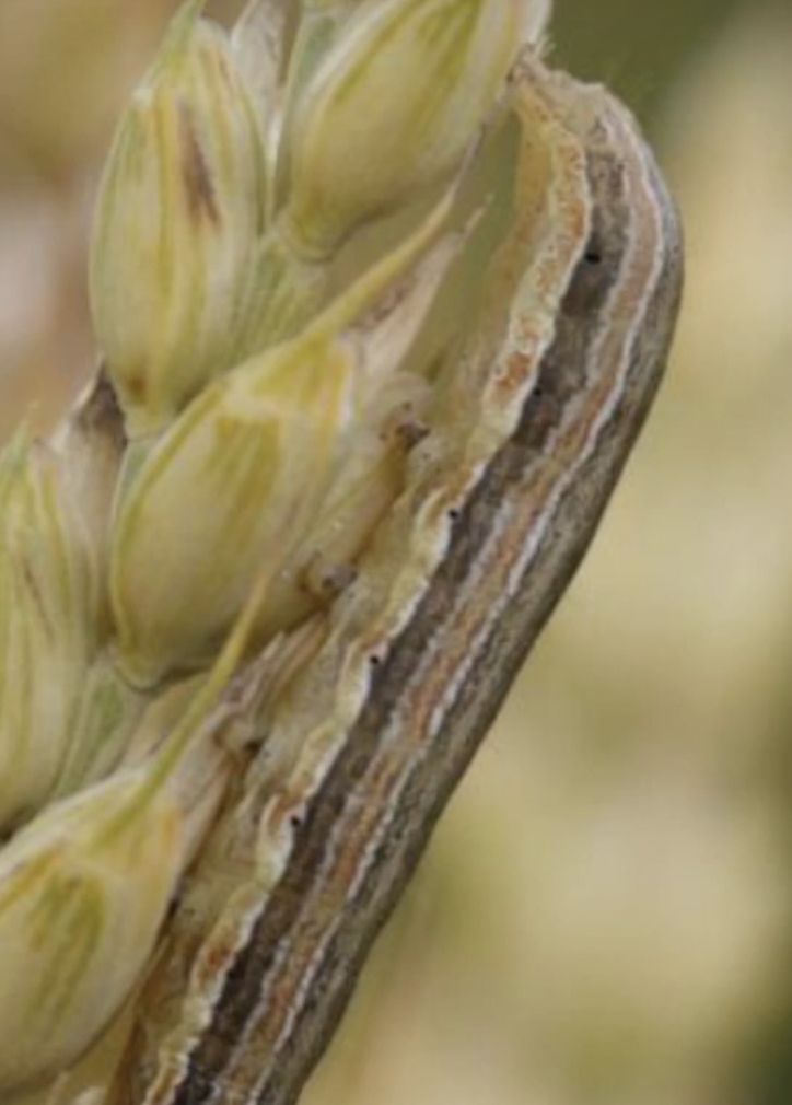 Wheat Insect Pests