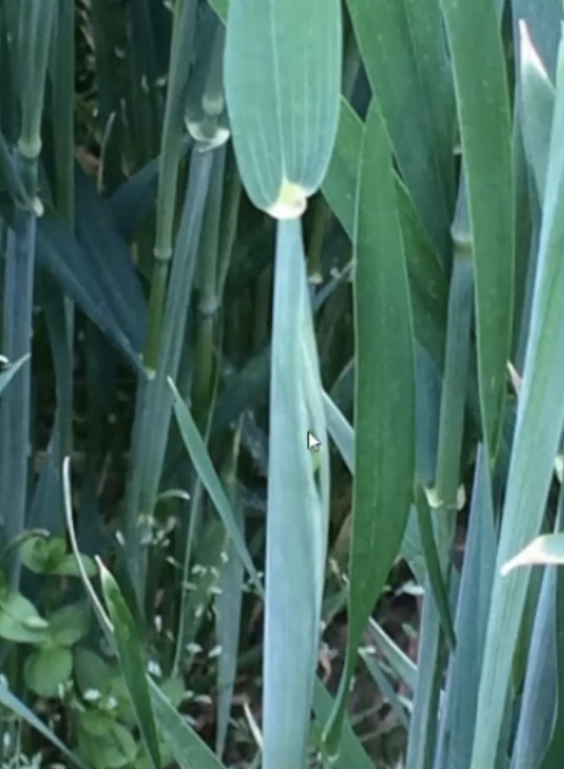 Wheat Growth and Development