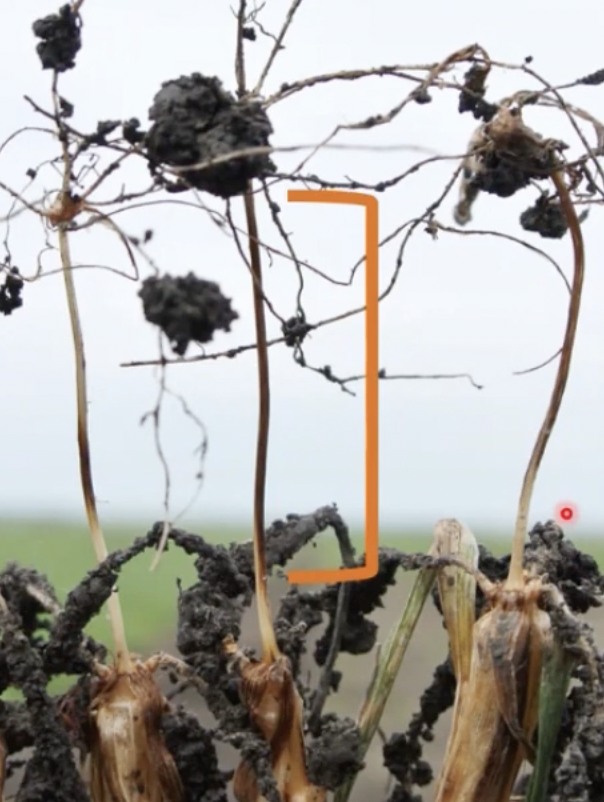 Wheat Diseases in the North Central U.S.