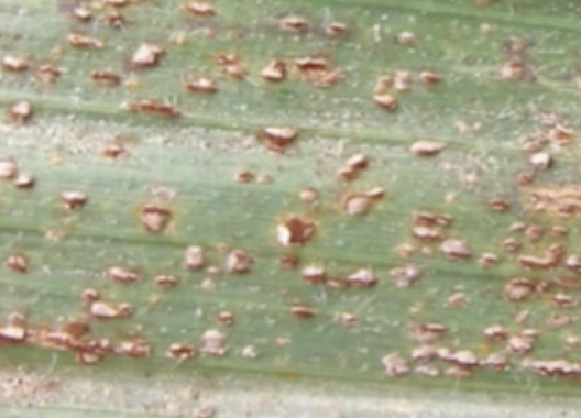 Scouting for Corn Diseases