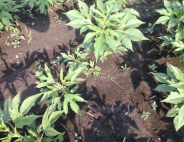 Introduction to weed scouting