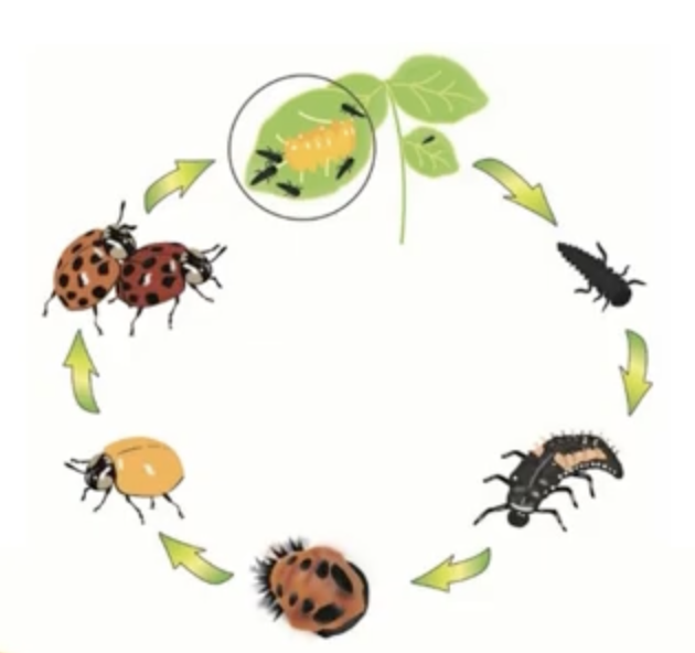 Insect identification, sampling and management