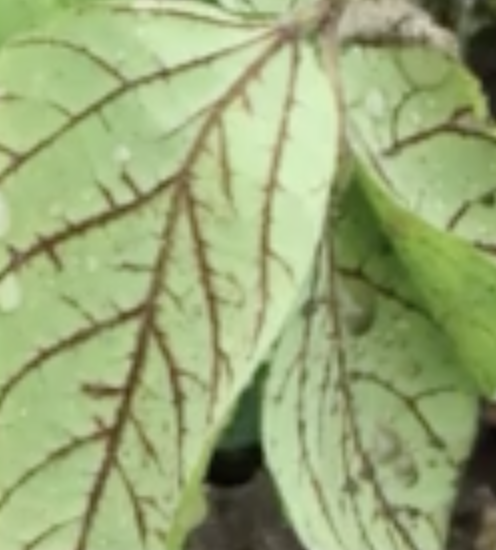 Identifying herbicide injury using herbicide sites of action