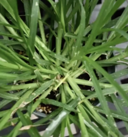 Grass identification