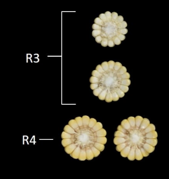 Corn growth and development
