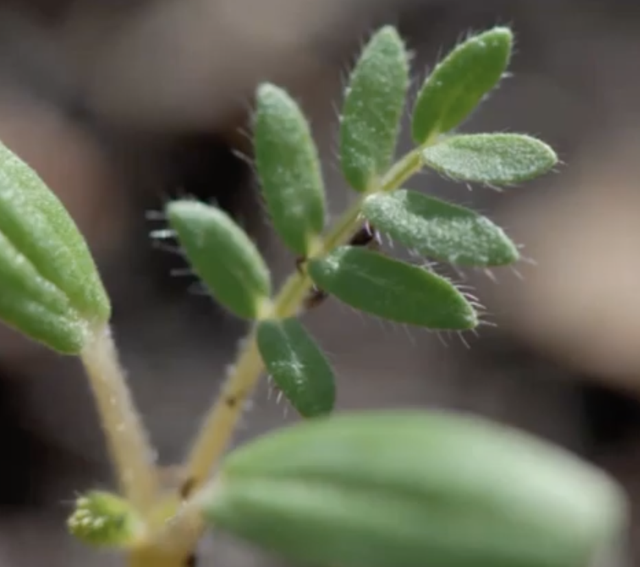Broadleaf weed seedling identification