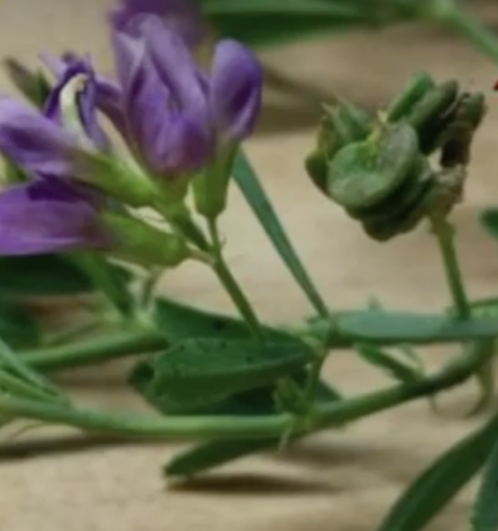 Alfalfa growth staging and insect scouting