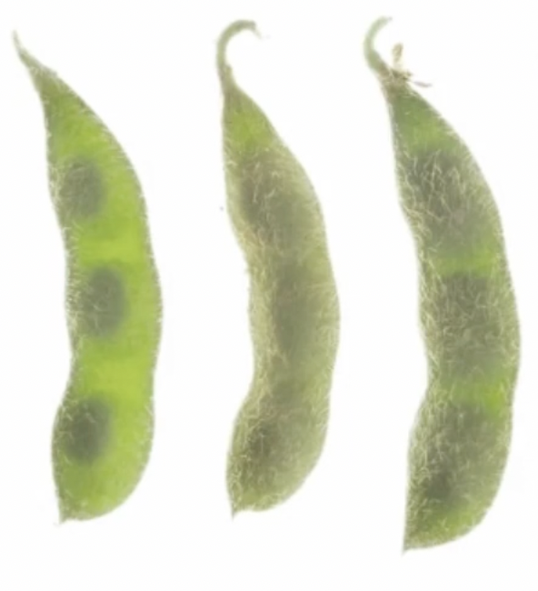 A Visual Guide to Soybean Growth Stages