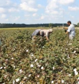 Assessing Cotton Growth Stages