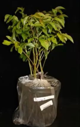 Scouting for Soybean Seedling Disease