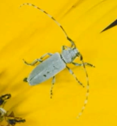 Soybean Insects in the Southern U.S.