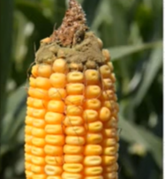 Scouting for Corn Ear Rots