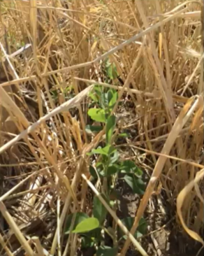 When Cover Crops Become Weeds